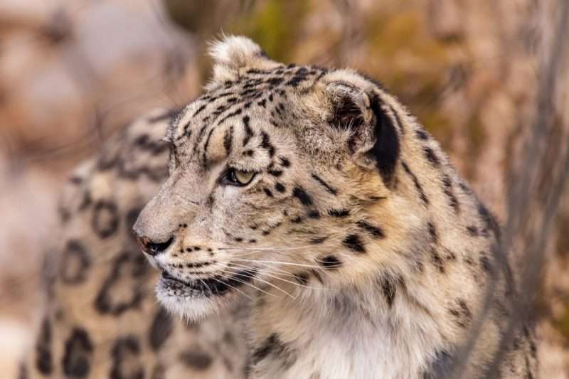 How a lifelong obsession with snow leopards led me to northern India  