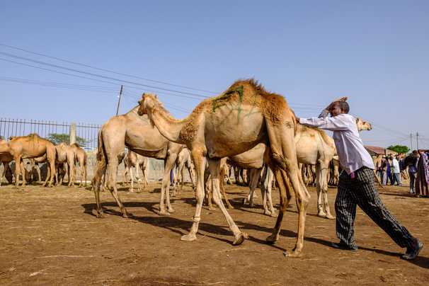 With drastically smaller hajj, Somalia’s livestock industry goes from ‘boom to doom’