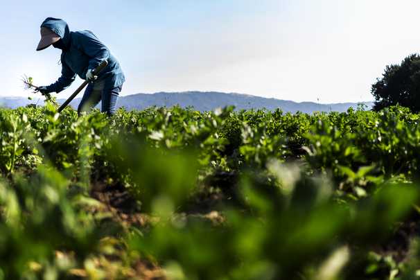 Young farmers and farmers of color have been shut out of federal assistance during the pandemic