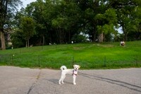 Image: A pup at Fort Greene Park. 