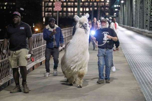 Therapy llama ‘Caesar the No Drama Llama’ calms tensions at protests