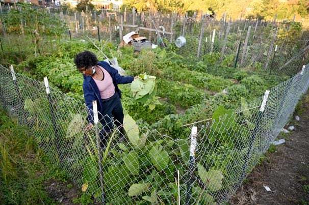 D.C. urban gardens flourish in the pandemic as people dig in to ‘fill the isolated life’