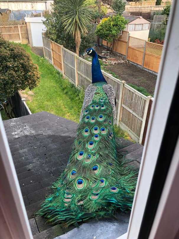 The very British story of Kevin, the pandemic peacock