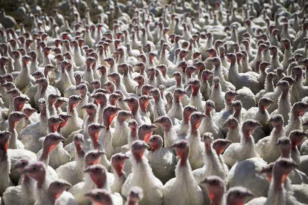Turkey farmers fear that, this year, they’ve bred too many big birds