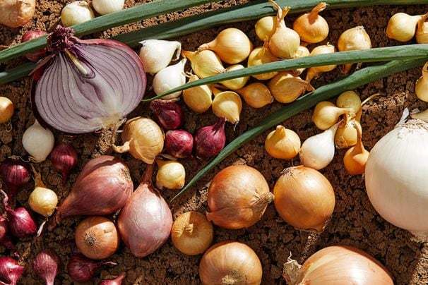 Onions, shallots, scallions and leeks are mostly interchangeable in recipes. Here’s how to use what you have.