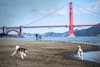 People and pets in San Francisco on March 21. (Melina Mara/The Washington Post)