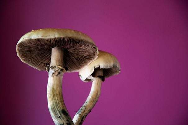Will psychedelic mushroom vacations come to the U. S.?