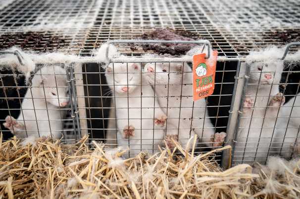 Mink farmers are skipping to the front of the vaccine line — for an important reason