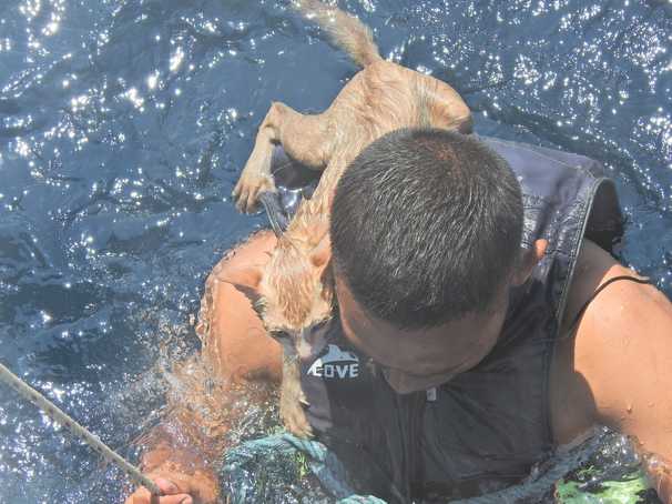 Four cats saved from sinking ship by Thai sailor who swam to save them