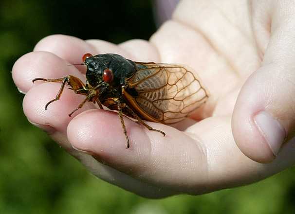 Are you a Brood X cicada, or just someone emerging from pandemic isolation?
