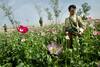 OUTSIDE KANDAHAR, 2004 | Afghan police stand guard in a poppy field that's about to be destroyed.