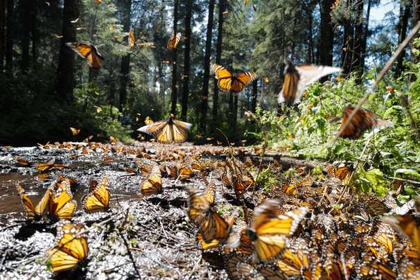 How the amazing monarch butterfly migrants became refugees — from us