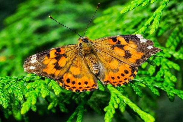 Where to see butterflies indoors and out, a primer for would-be lepidopterists