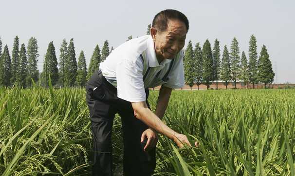Yuan Longping, whose hybrid rice helped feed the world, dies at 90