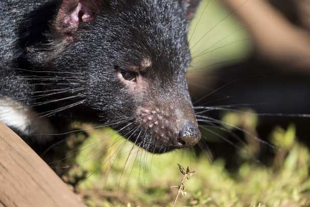 Tasmanian devils scored a victory for biodiversity. But the game is rigged against them.