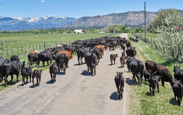 The gulf between urban and rural Coloradans is widening in a battle over livestock