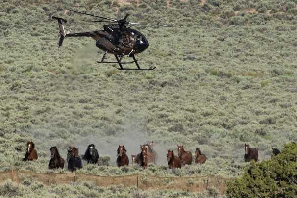 We have too many wild horses. But this is no way to thin the herd.
