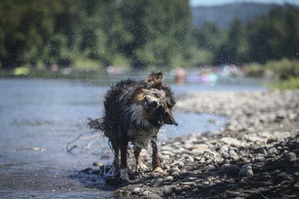 No one was prepared for the Northwest heat wave — especially not the animals
