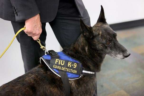 Coronavirus-sniffing dogs unleashed at Miami airport to detect virus in employees
