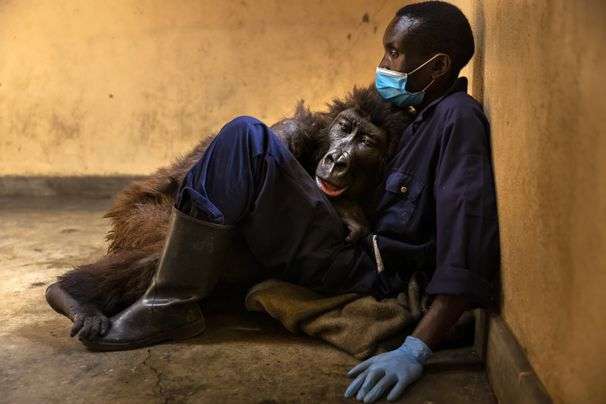 Ndakasi, beloved mountain gorilla whose photobomb led to global fame, dies in caretaker’s arms