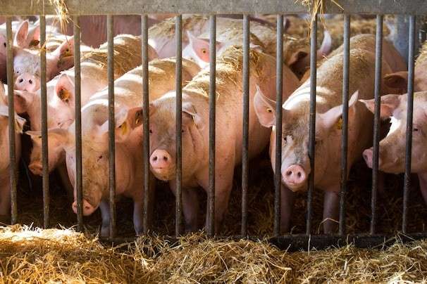Wanted temporarily in post-Brexit Britain: 800 foreign butchers to slaughter some 120,000 pigs