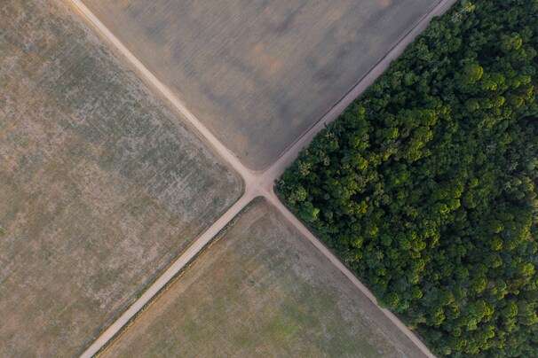 E.U. seeks to block import of commodities that drive deforestation