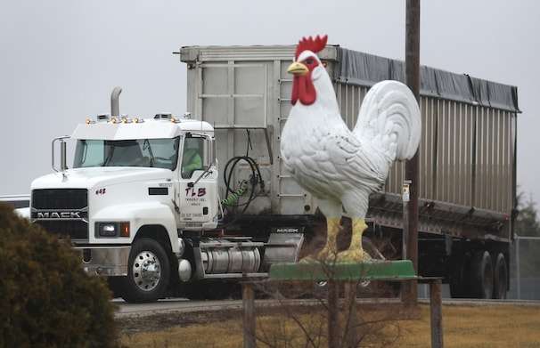 Avian flu has spread to 27 states, sharply driving up egg prices