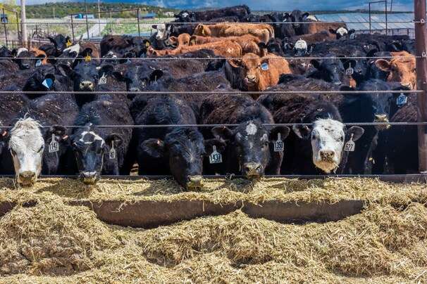 Some beef ‘raised without antibiotics’ tests positive for antibiotics in study