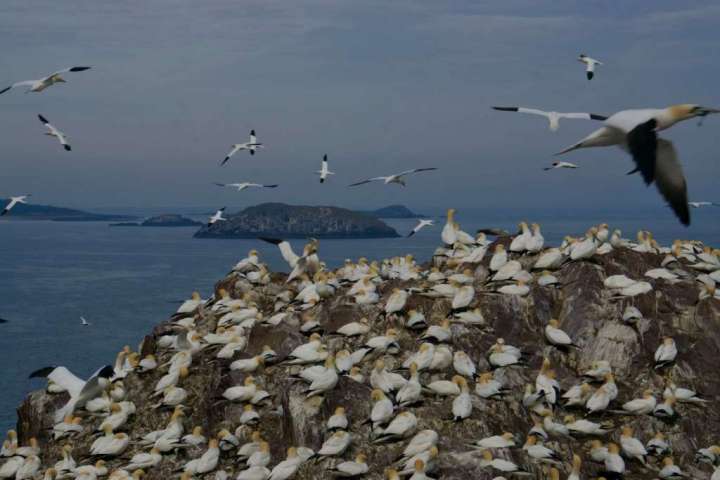 Scotland’s Bass Rock belongs to the birds