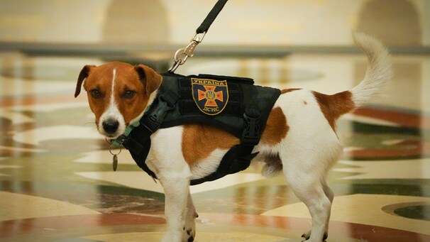 Zelensky awards medal to Patron, a Ukrainian bomb-sniffing dog