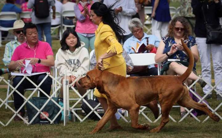 Trumpet the bloodhound wins Best in Show at Westminster Dog Show