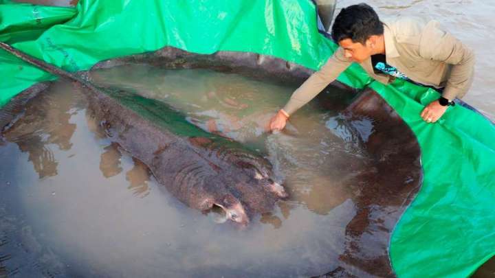 World’s heaviest freshwater fish, a 661-pound stingray, caught in Cambodia