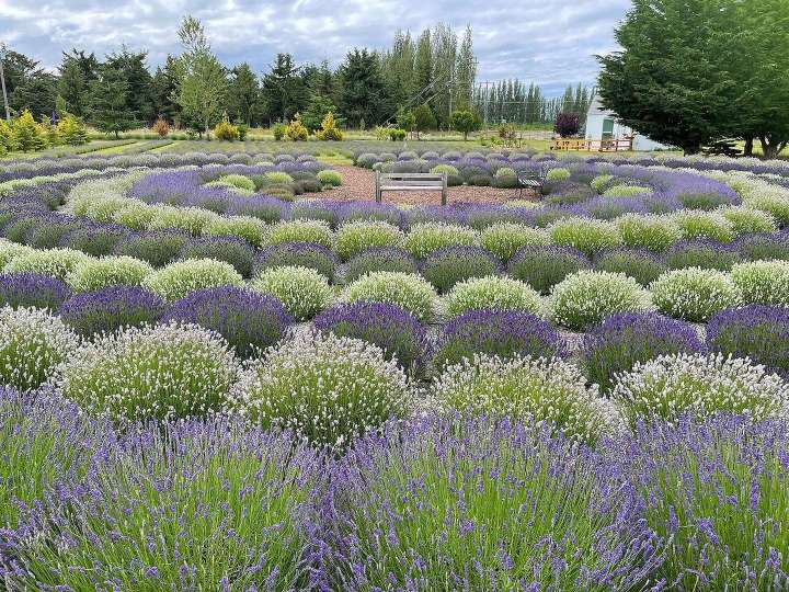 In Washington state, lavender fields forever