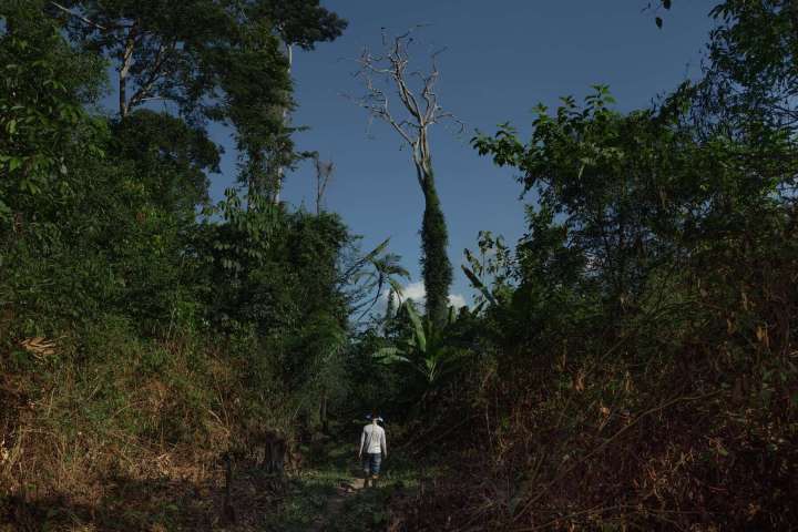 Awapinima Parakanã walks on the Parakanã village trail that passes through several areas of deforestation caused by non-Indigenous occupants of the Apyterewa territory.