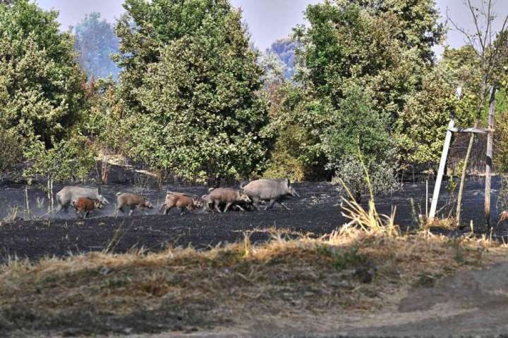 Wild boars that roam Rome must be killed, officials say