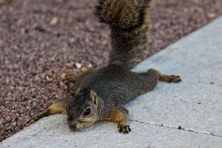 What does ‘splooting’ mean? And why are New York’s squirrels doing it?