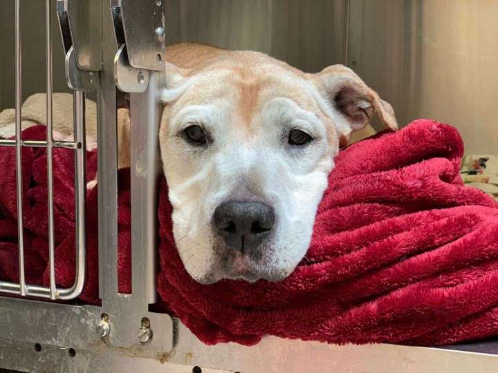 An old dog was left at a shelter to be put down. Instead she’s living her best life.
