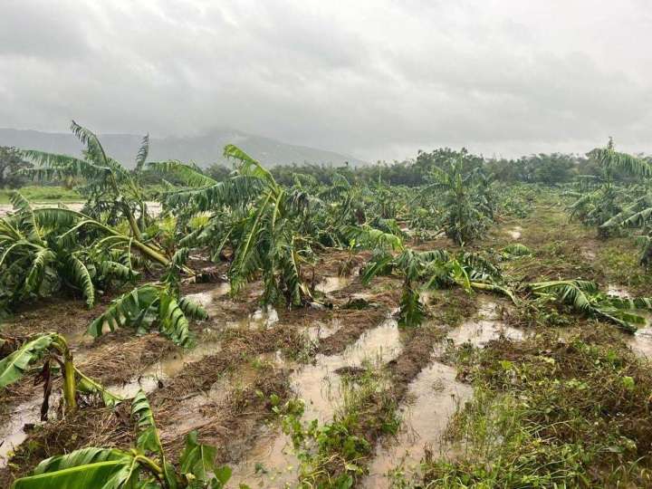 Hurricane Fiona ravages Puerto Rican farms near peak harvest, farmers say