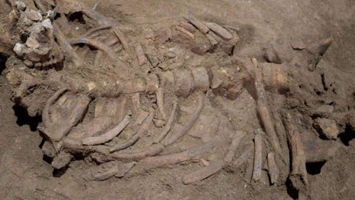Scientists find evidence of oldest known surgery, from 31,000 years ago