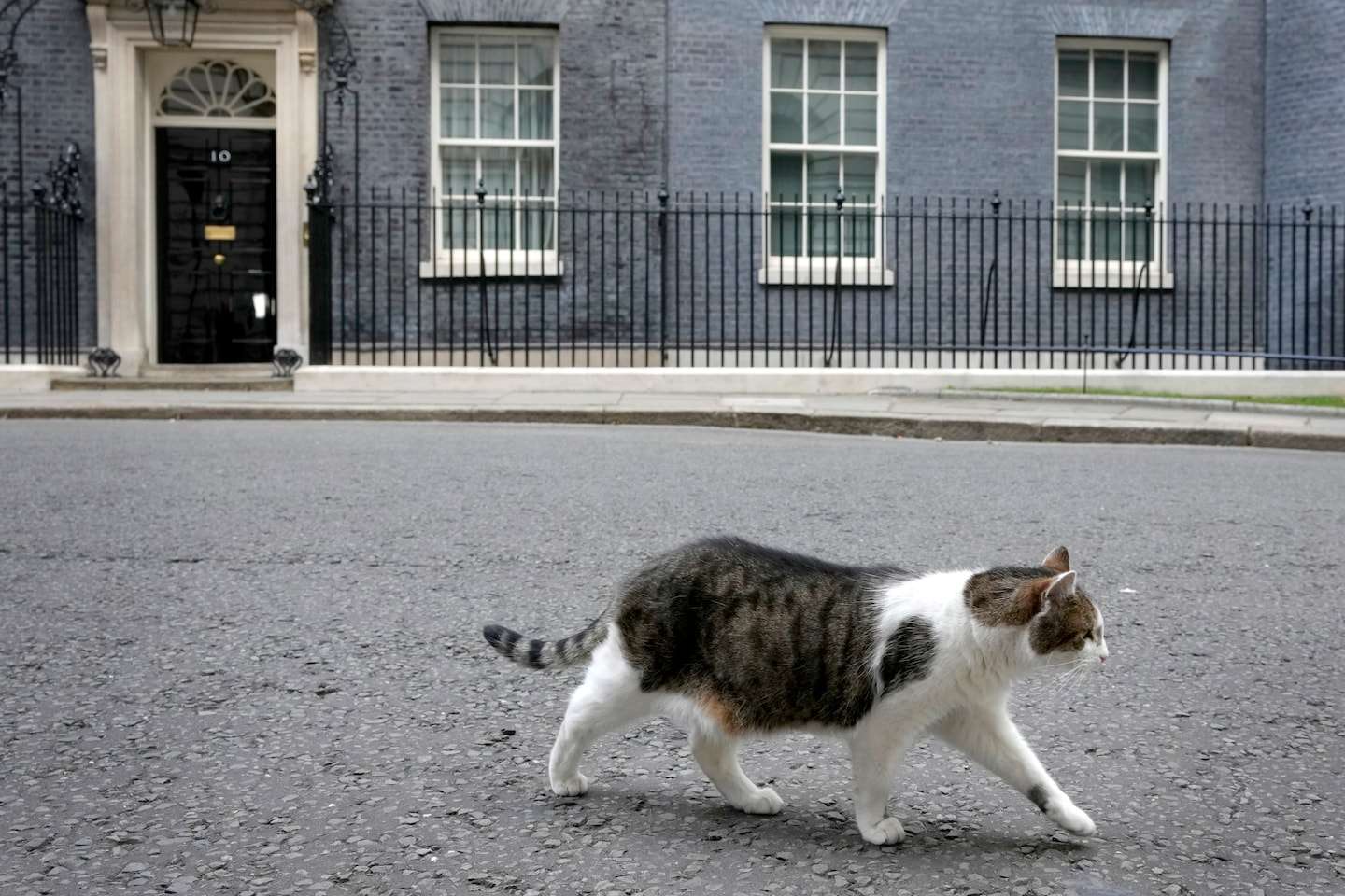 Larry the Cat chases much larger fox from Downing Street