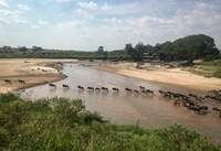 Relentless drought kills hundreds of Kenya’s zebras, elephants, wildebeests