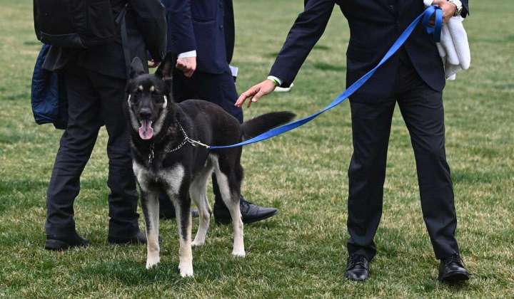 Biden trusts his dog over ‘MAGA sympathizer’ Secret Service, report claims
