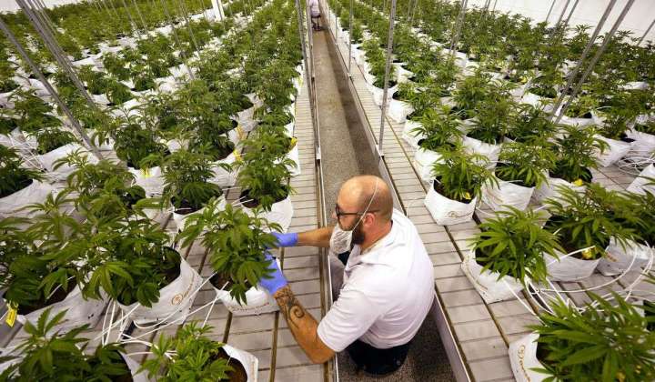 Because cash is king, Scotts Miracle-Gro presses Congress to legalize cannabis
