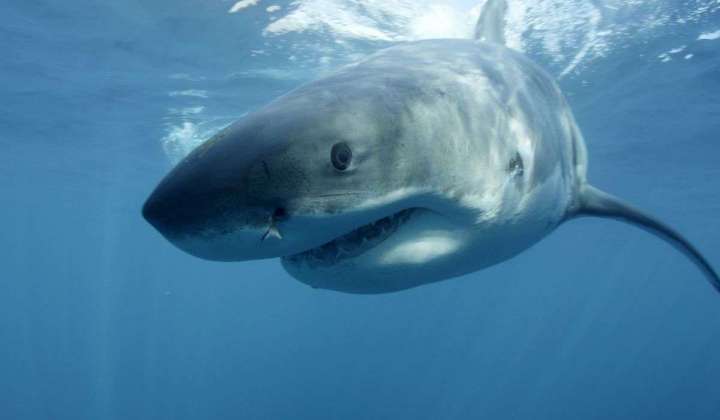 Mexico shuts down popular destination for shark watching near Isla Guadalupe