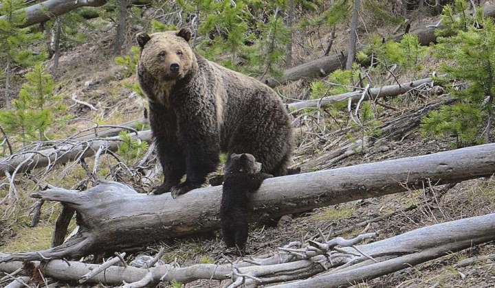 U.S. may lift protections for Yellowstone, Glacier grizzlies
