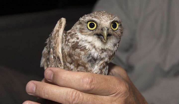Burrowing owl rescued after spending 2 weeks aboard cruise ship