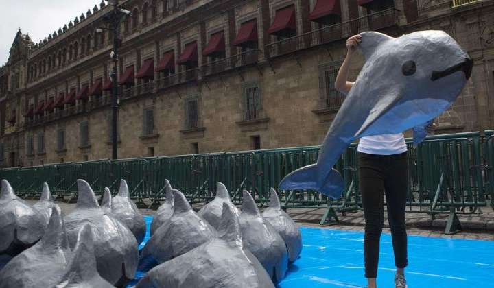 Group bans some trade with Mexico over endangered porpoise