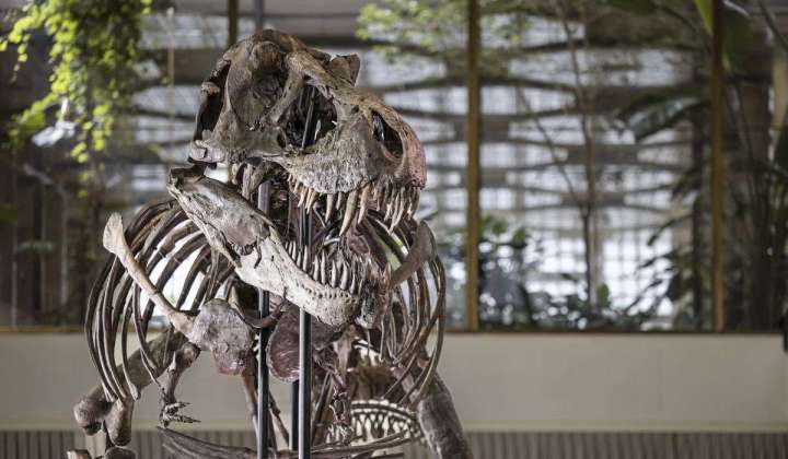 Tyrannosaurus rex skeleton headed for auction, on display in Switzerland