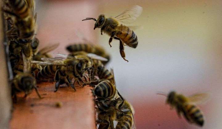 Killer bees kill five after bus crashes into their hives in Nicaragua