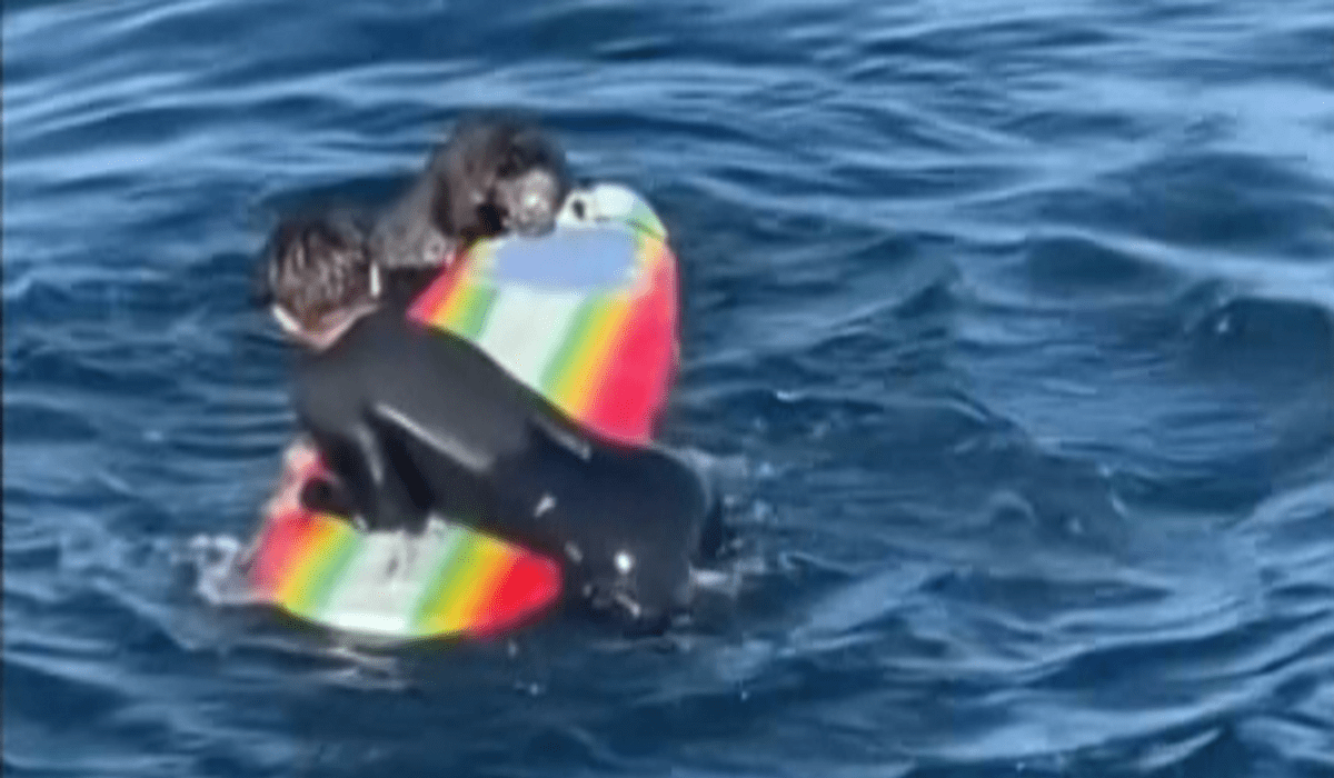 Otter gives surfer a hard time off Santa Cruz